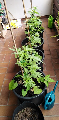 Growreport Bild 16