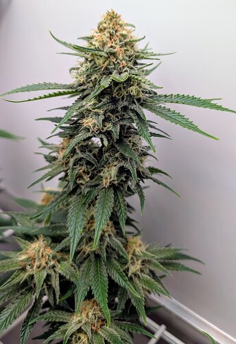 Growreport Bild 42