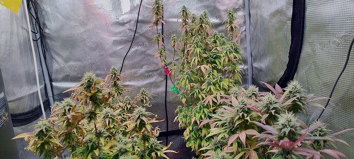 IMG_20251215_202107915_HDR