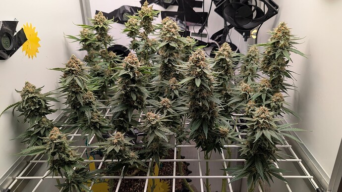 Growreport Bild 60