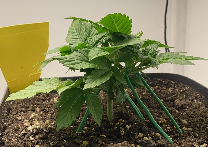 Growreport Bild 15