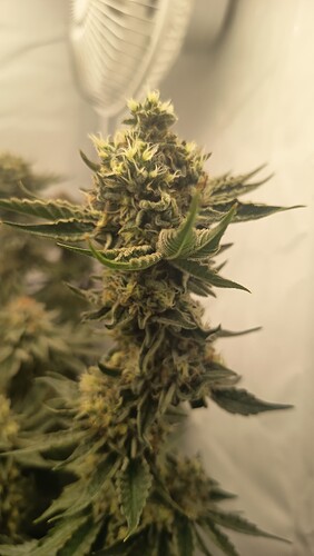 Growreport Bild 11
