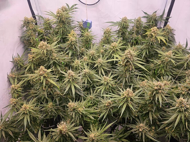 Growreport Bild 7