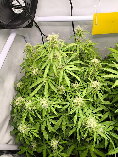 Growreport Bild 3