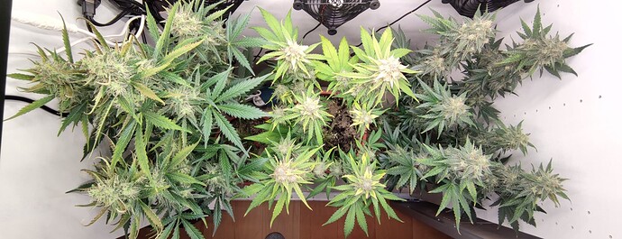 Growreport Bild 30