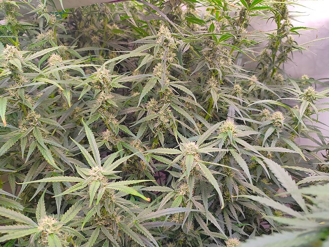 Growreport Bild 17