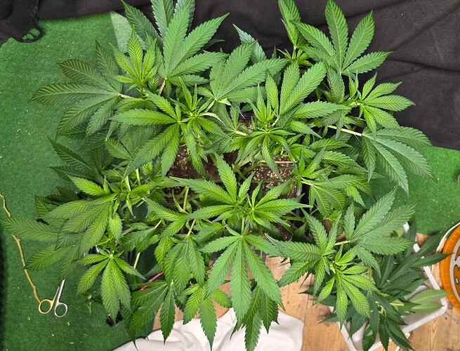 Growreport Bild 88
