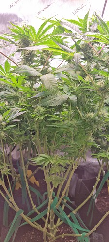 Growreport Bild 19