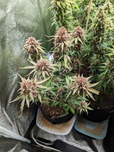 Growreport Bild 3
