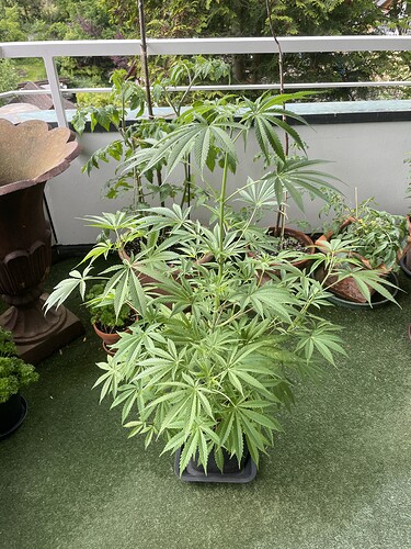 Growreport Bild 6