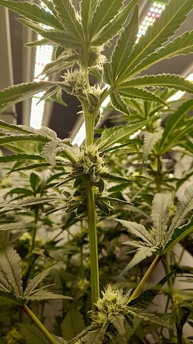 Growreport Bild 6