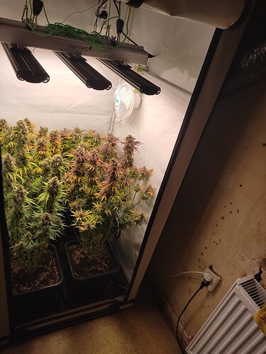 Growreport Bild 4