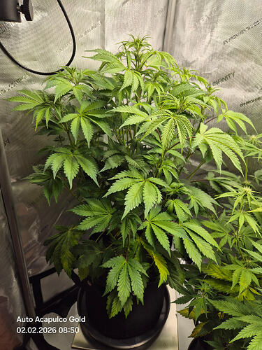 Eine Cannabis-Pflanze in einem Growzelt, aufgenommen am 02.02.2026.