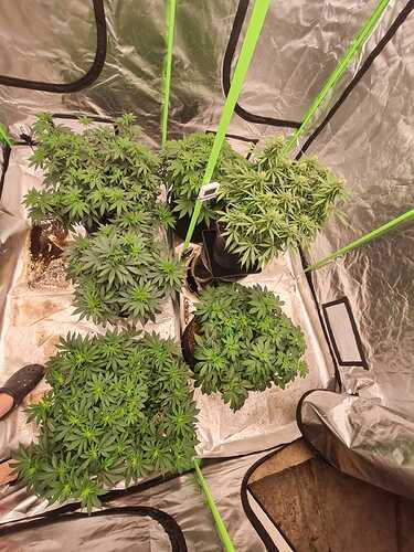 Growreport Bild 10