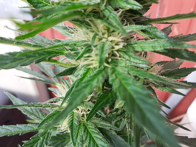 Growreport Bild 95