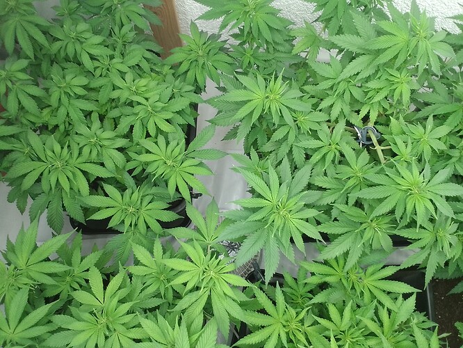 Growreport Bild 8