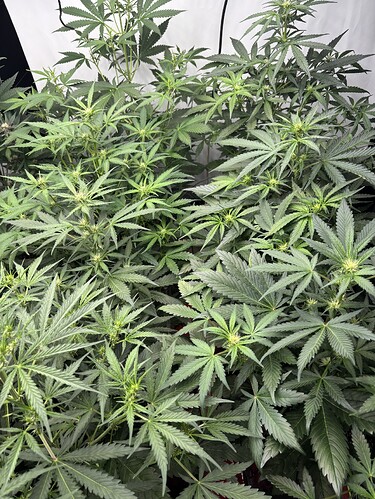 Growreport Bild 28