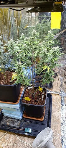 IMG_20240609_131443_390