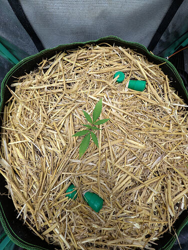 Growreport Bild 2