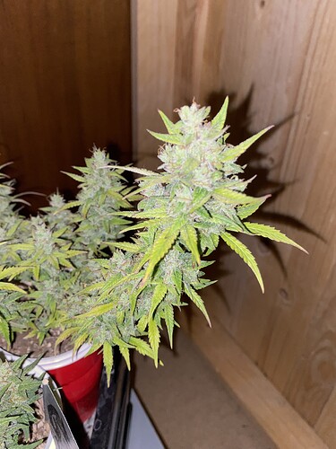 Growreport Bild 31