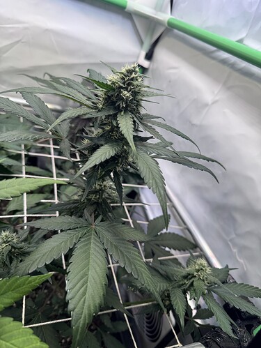 Growreport Bild 2