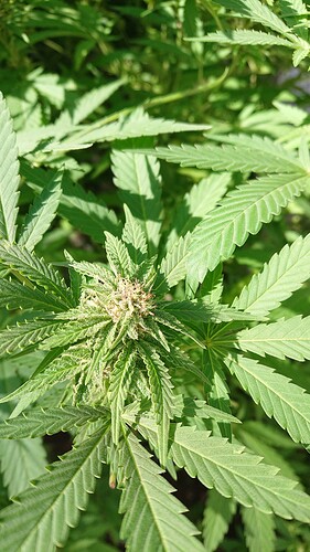 Growreport Bild 85