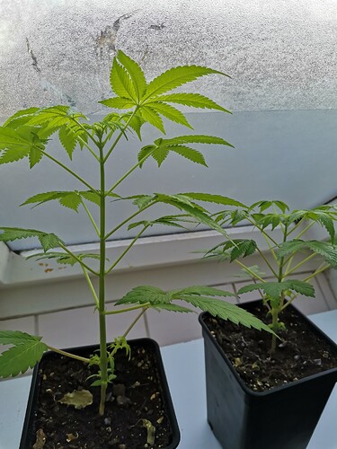Mix grow looser (3)