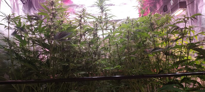 Growreport Bild 6