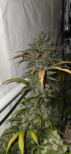 Growreport Bild 37