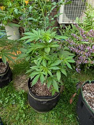 PXL_20250526_171309623