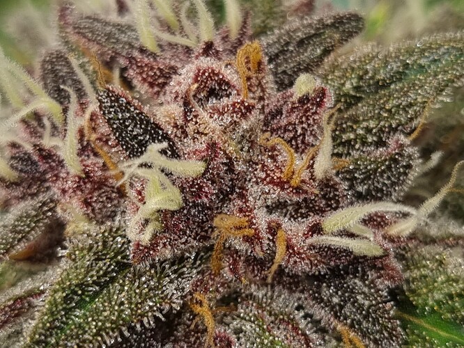 Growreport Bild 10