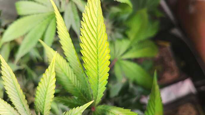 Nahaufnahme eines Cannabisblattes mit deutlichen gelblichen Verfärbungen zwischen den Blattadern, was auf einen Magnesiummangel hindeutet.