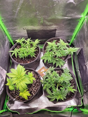 Growreport Bild 11