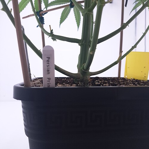 Growreport Bild 1
