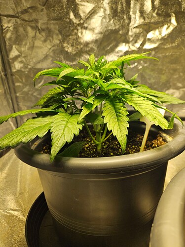 Growreport Bild 33