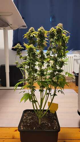 Growreport Bild 24