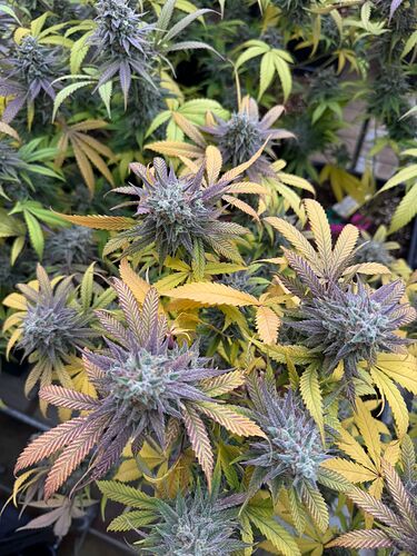 7c0fbd78-c4dc-444b-a5c8-1baf3a2fd4c5