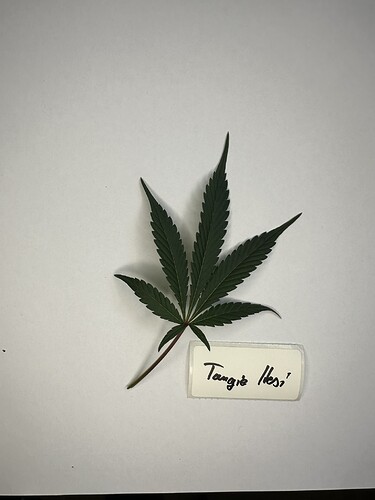 Growreport Bild 6