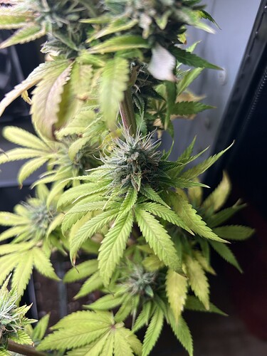 Growreport Bild 5
