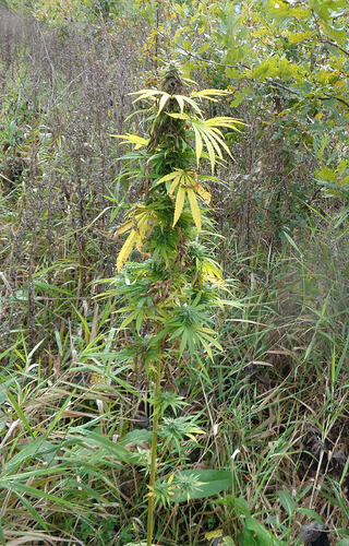 Durban Poison Oktober 1