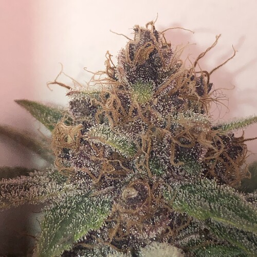 Growreport Bild 5