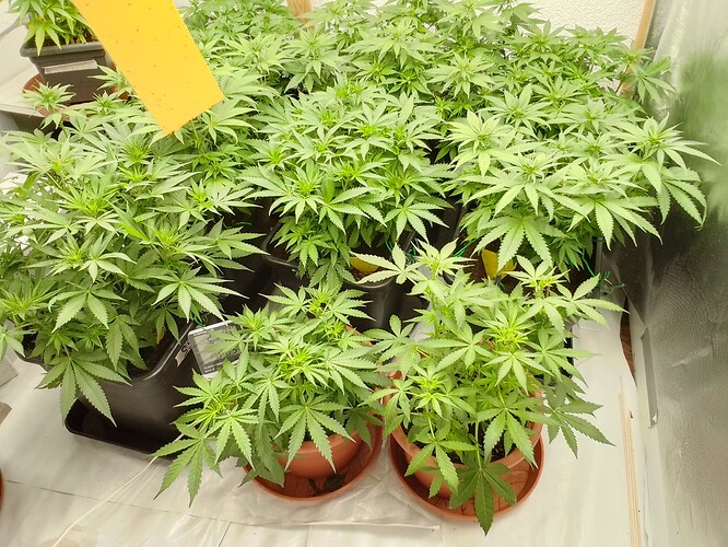 Growreport Bild 2