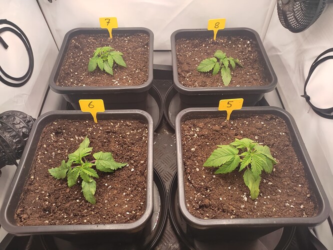 Growreport Bild 7