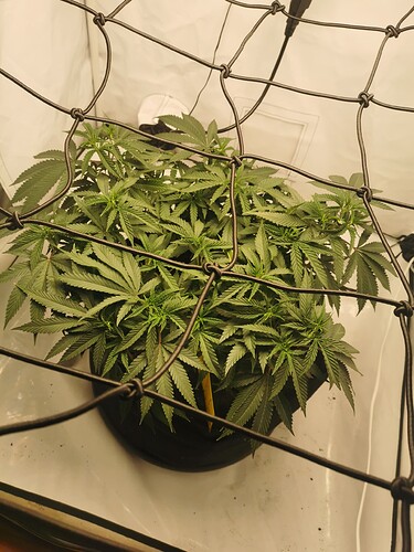 Growreport Bild 4
