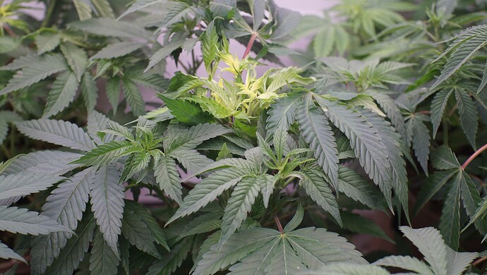 Growreport Bild 1