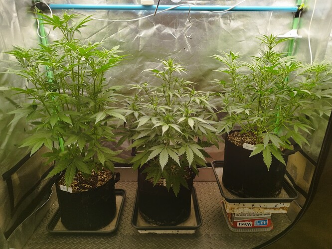 Growreport Bild 8