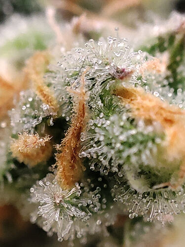 Growreport Bild 30