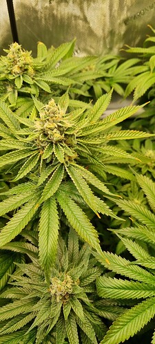 Growreport Bild 8