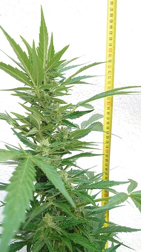 Growreport Bild 2