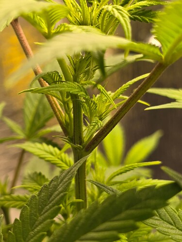 17394355225041347334541518516244